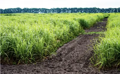 Switchgrass
