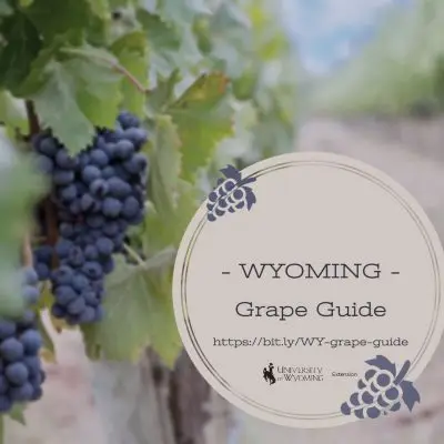 Grape vineyard