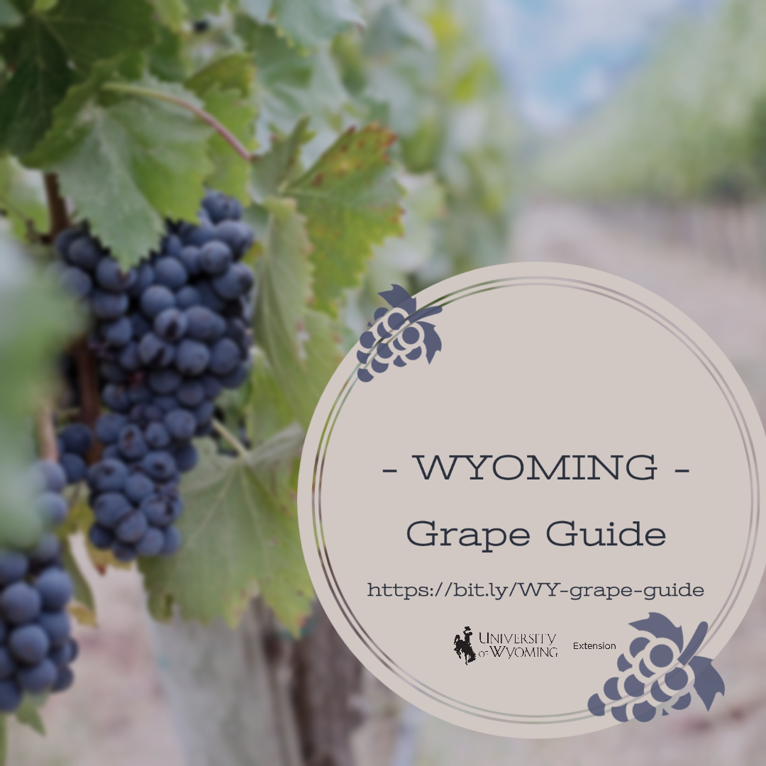 Grape vineyard