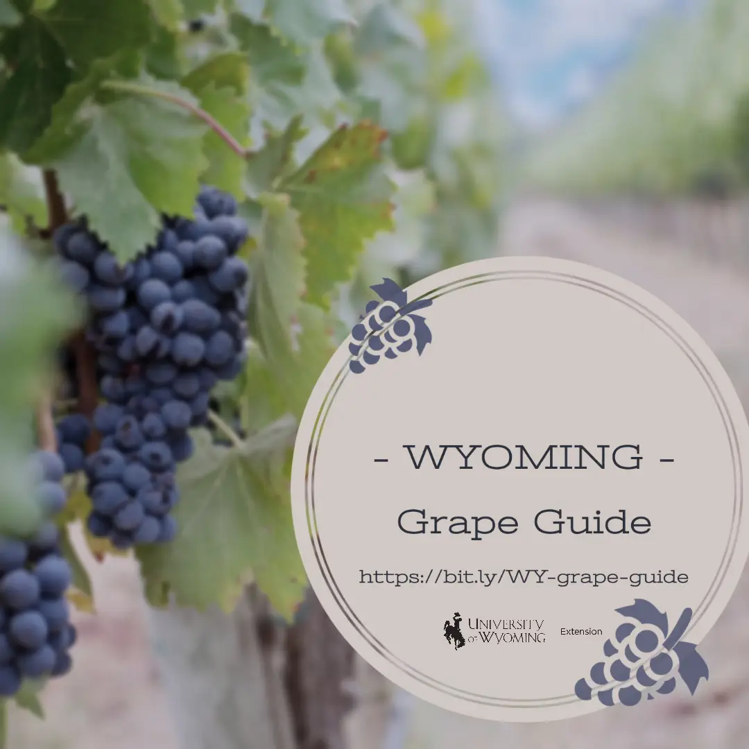 Grape vineyard