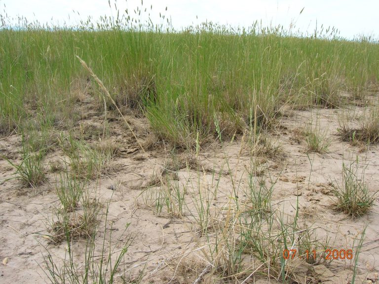 Green grass in dry, light-colored soil.