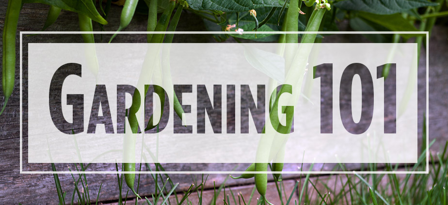 Text "Gardening 101" over image of growing green beans