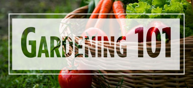 Text "Gardening 101" over carrots and lettuce in a basket
