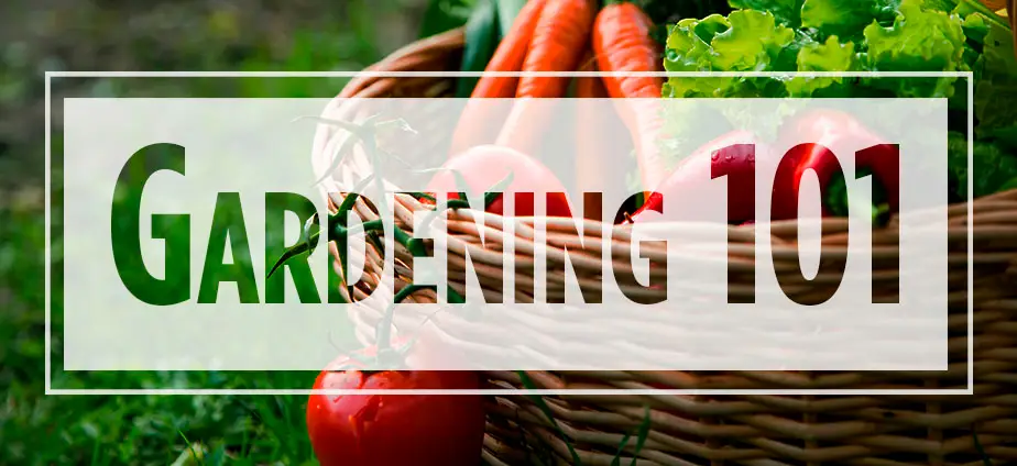 Text "Gardening 101" over carrots and lettuce in a basket