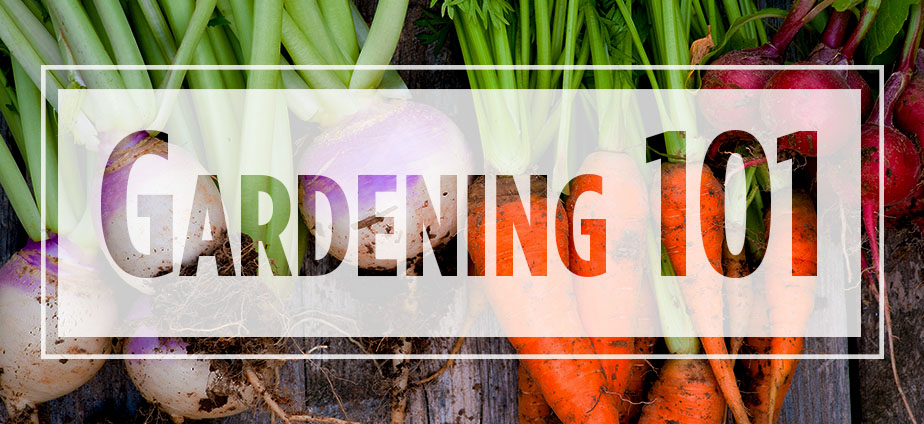 Text "Gardening 101" over image of whole carrots and turnips