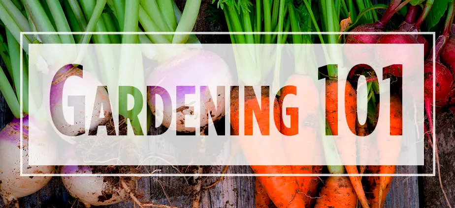 Text "Gardening 101" over image of whole carrots and turnips