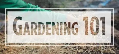 Text "Gardening 101" over image of arm placing straw