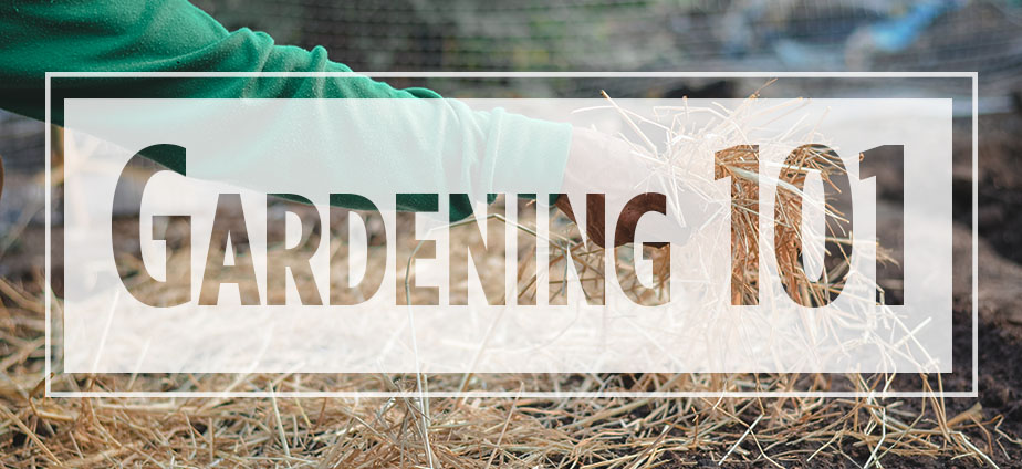 Text "Gardening 101" over image of arm placing straw