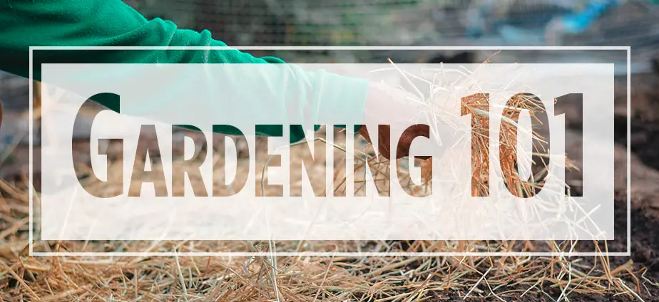 Text "Gardening 101" over image of arm placing straw