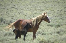 Horse with foal 