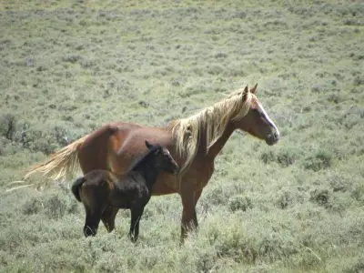 Horse with foal