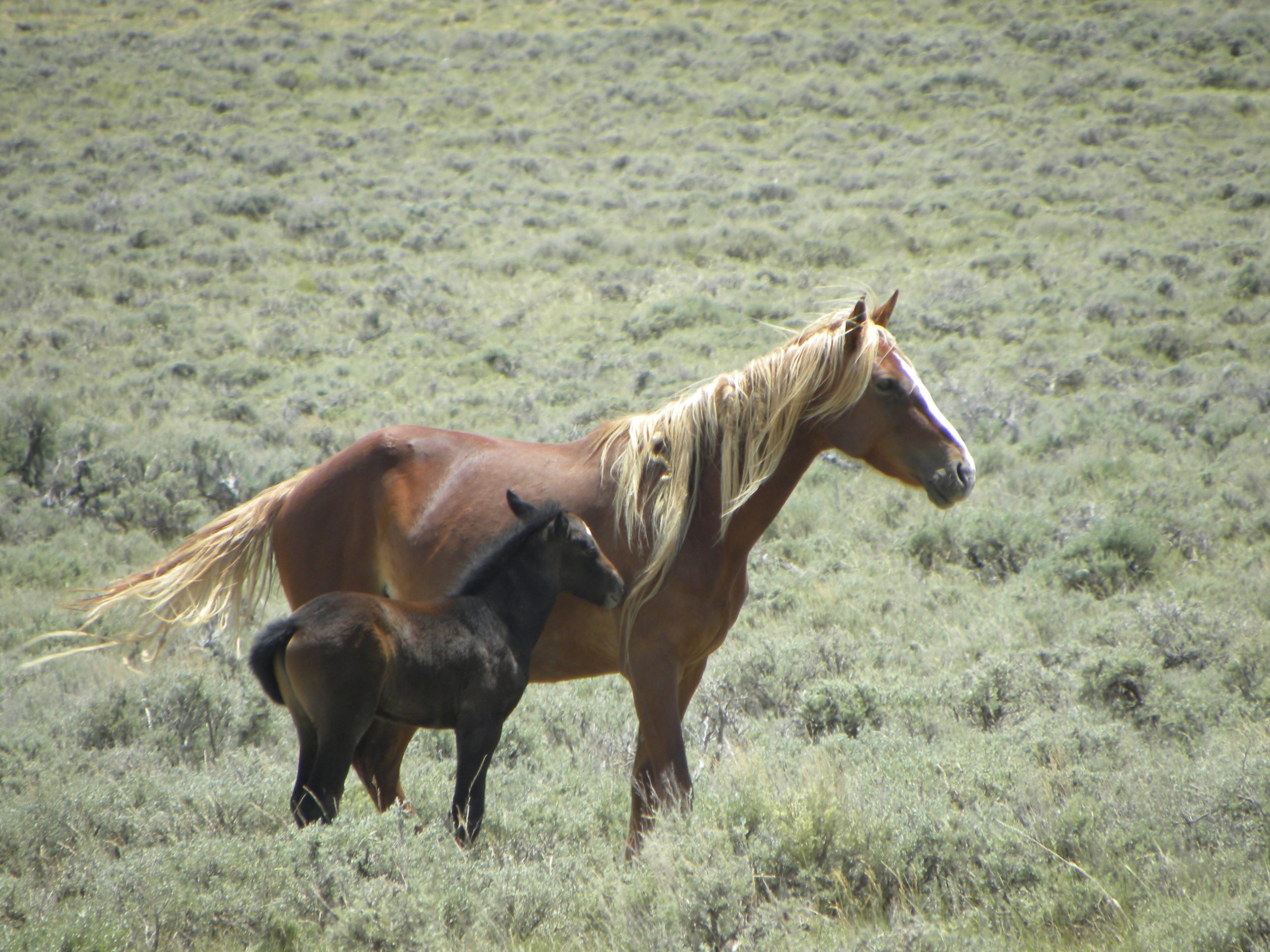 Horse with foal