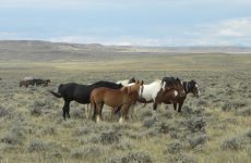 Group of free-roaming horses