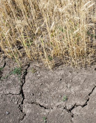 Photograph of dry soil