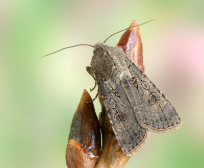 brown moth on plant