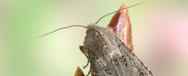 brown moth on plant