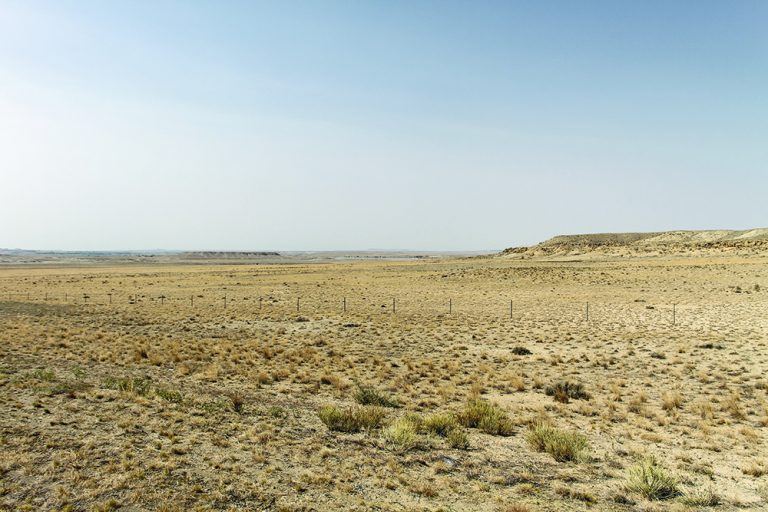 dry, golden grasses with blue sky in background