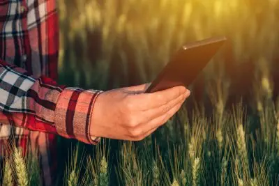 Person in wheat field wearing plaid shirt and holding a phone.