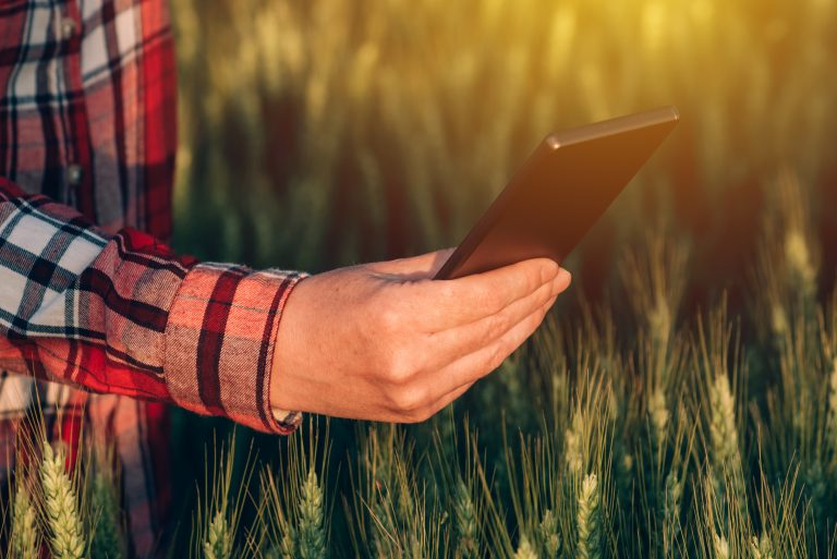 Person in wheat field wearing plaid shirt and holding a phone.
