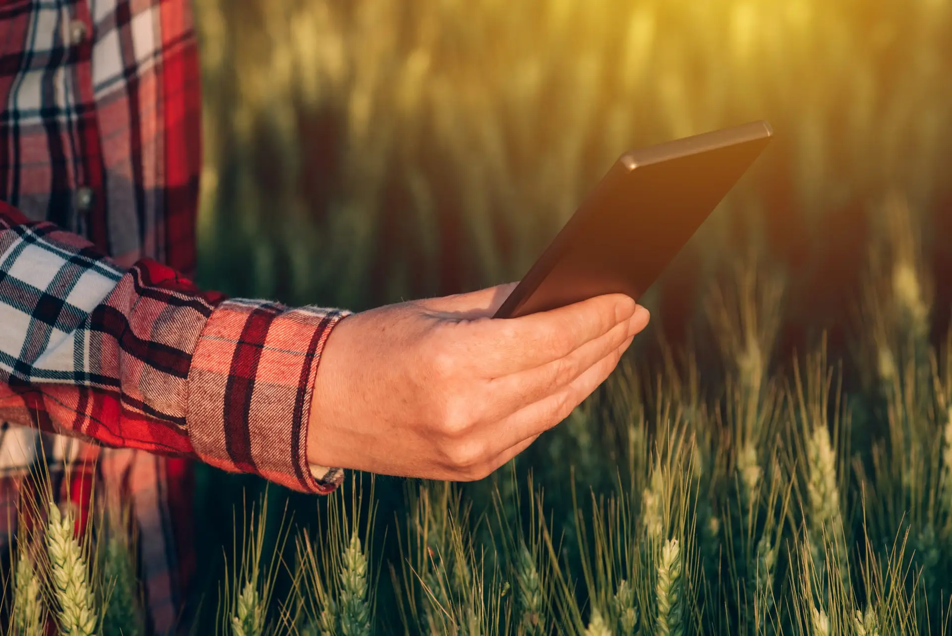 Person in wheat field wearing plaid shirt and holding a phone.