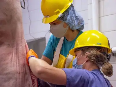 Two people in hard hats, masks, hairnets, gloves harvesting an animal