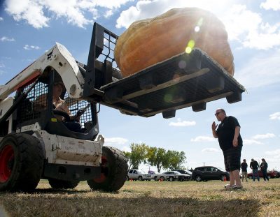 Pumpkin unloaded from pickup