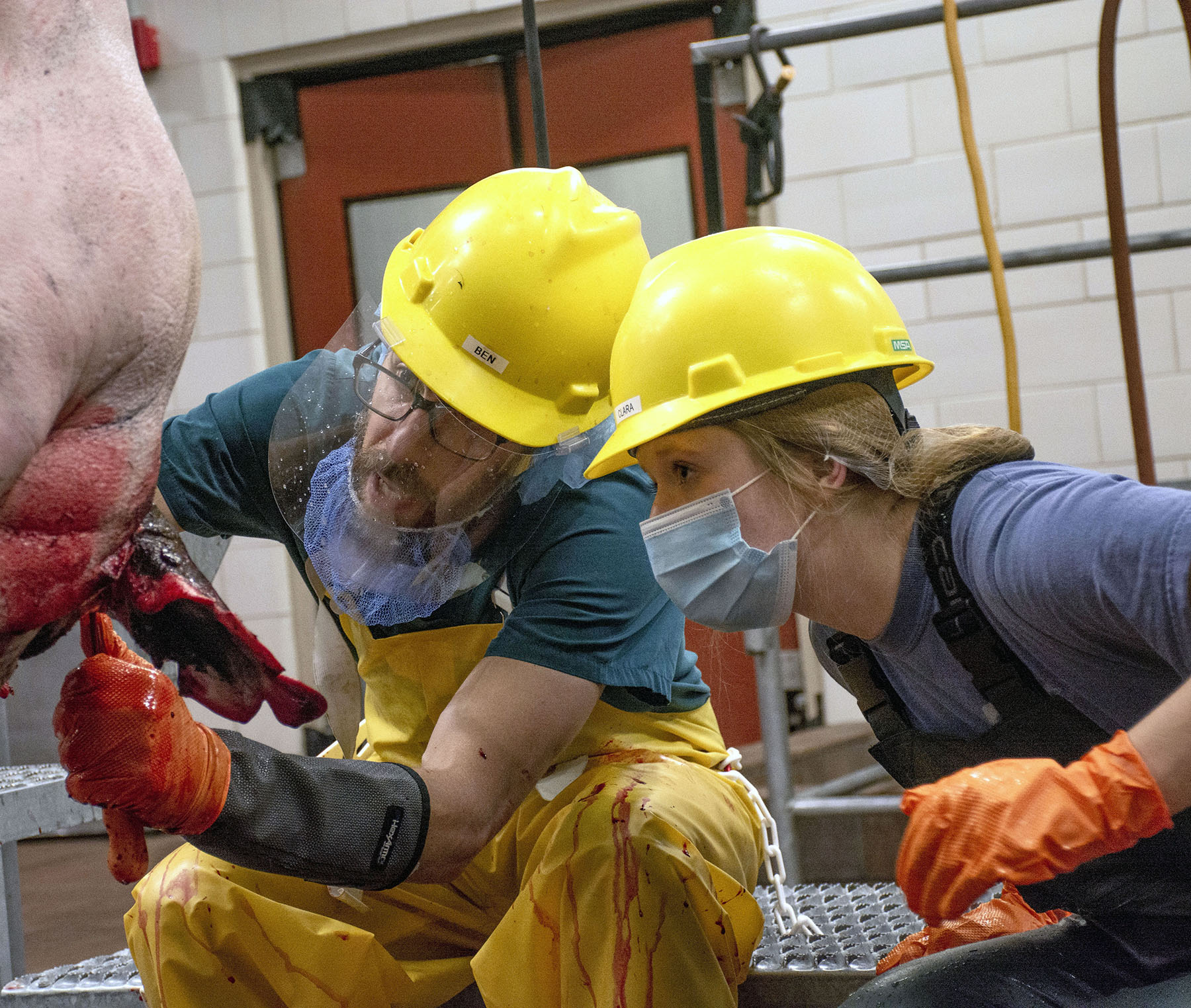 Two people in hard hat, gloves, mask, coveralls harvesting an animal