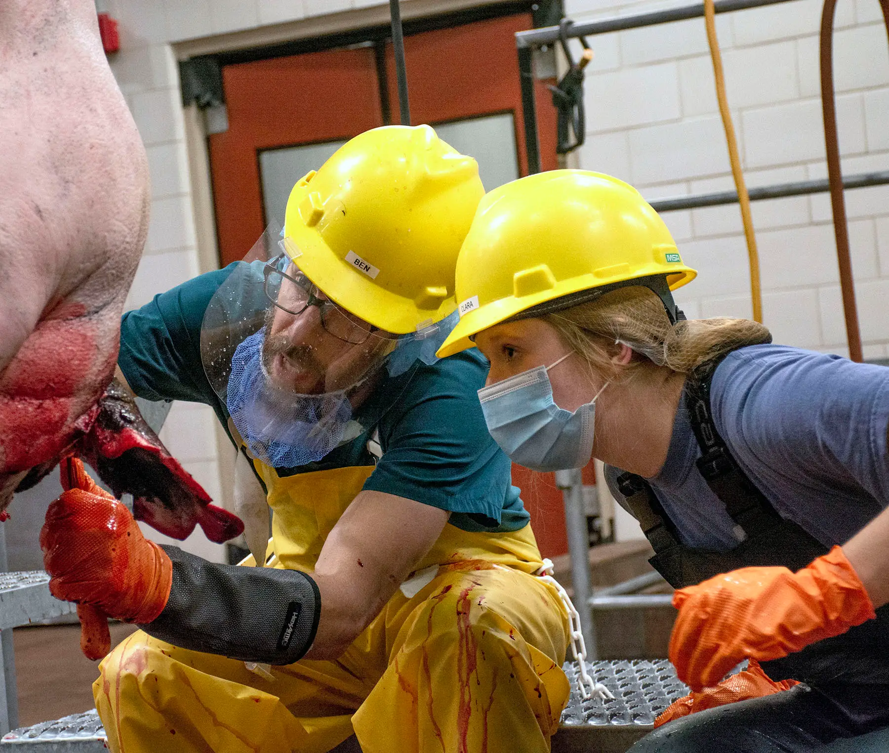 Two people in hard hat, gloves, mask, coveralls harvesting an animal