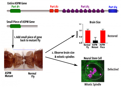 illustration of parts of a gene