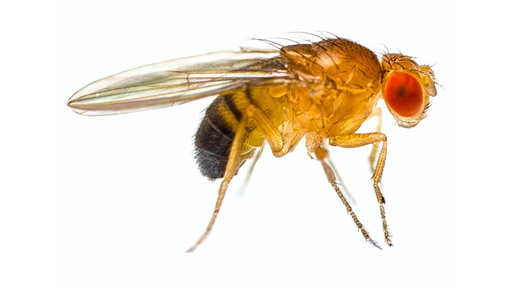 what-the-fruit-fly-can-tell-us-about-human-disease-agnews