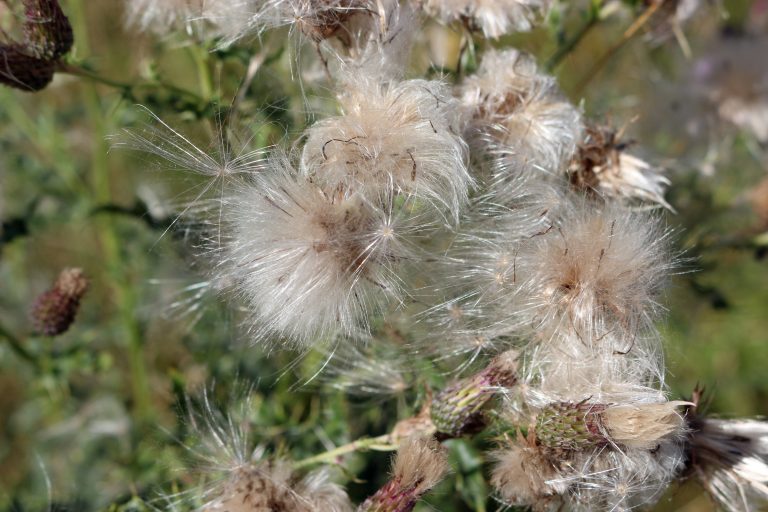 Fuzzy white seed head at then end of a stem.