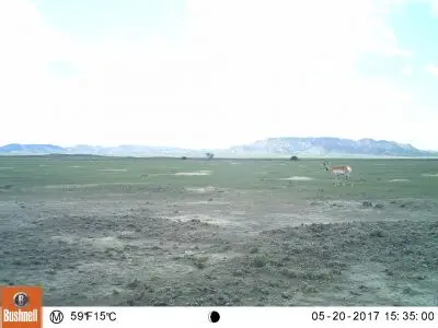Bare patches of soil surrounded by grasses.