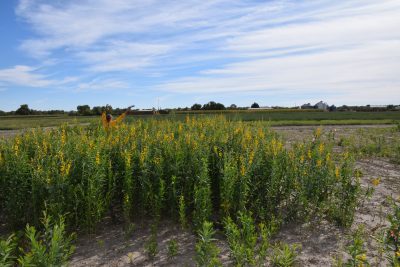 Person standing in plot of tall green plants with yellow flowers