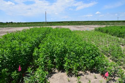 plot of tall green plants planted in rows