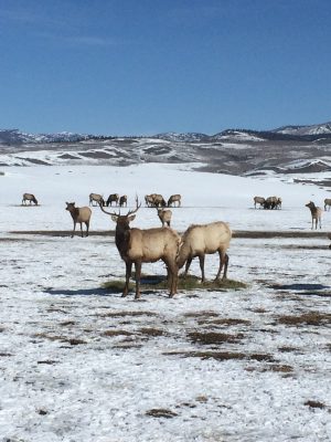 group of elk grazing in snow-covered field
