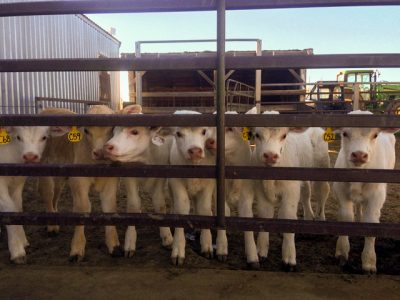 7 white calves behind fence.