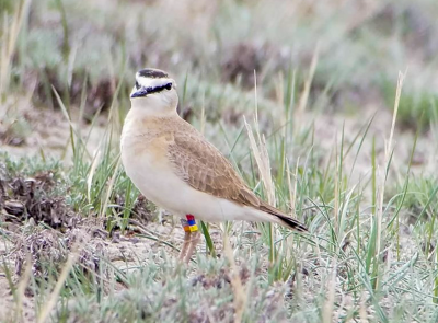 Brown and white bird with black stripe around eyes