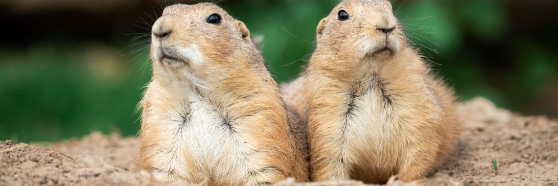 2 prairie dogs looking up out of hole in dirt.