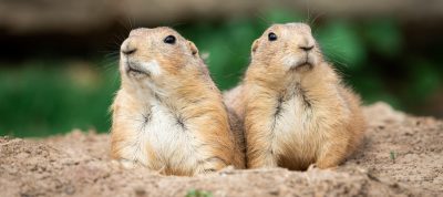 2 prairie dogs looking up out of hole in dirt.