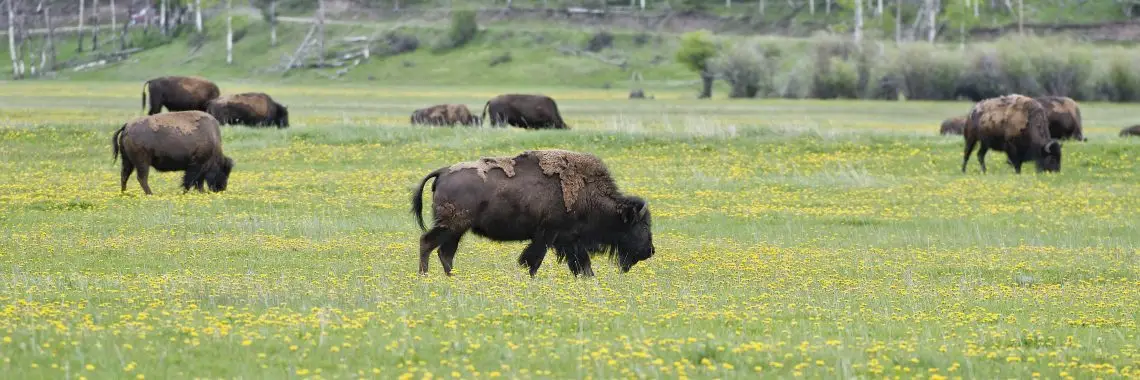 shaggy bison grazing in green grass and dandelion field