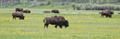 shaggy bison grazing in green grass and dandelion field