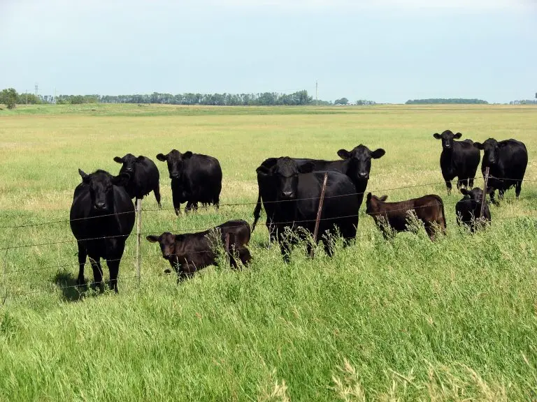 Cows and calves in green field behind barb wire fence.