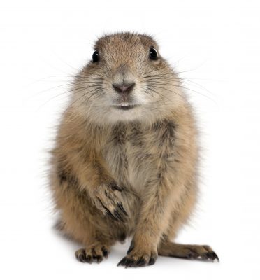 Prairie dog on white background looking at camera