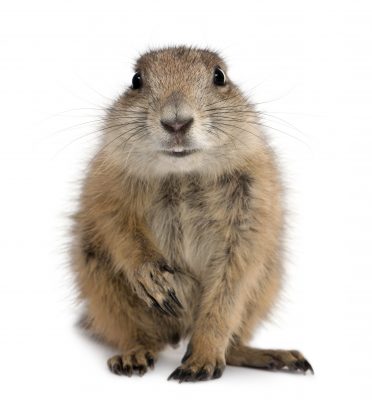 Prairie Dog in Trap  U.S. Geological Survey