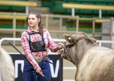 Girl with steer