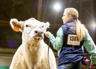 Girl with steer on a halter