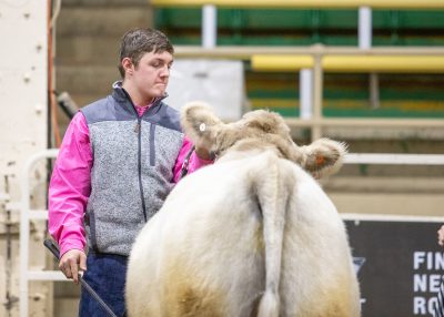 Wyoming 4-H'ers corral honors in COVID-19-disrupted Catch-A-Calf