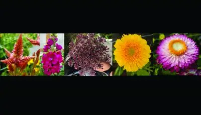 5 flowers grown for this research.