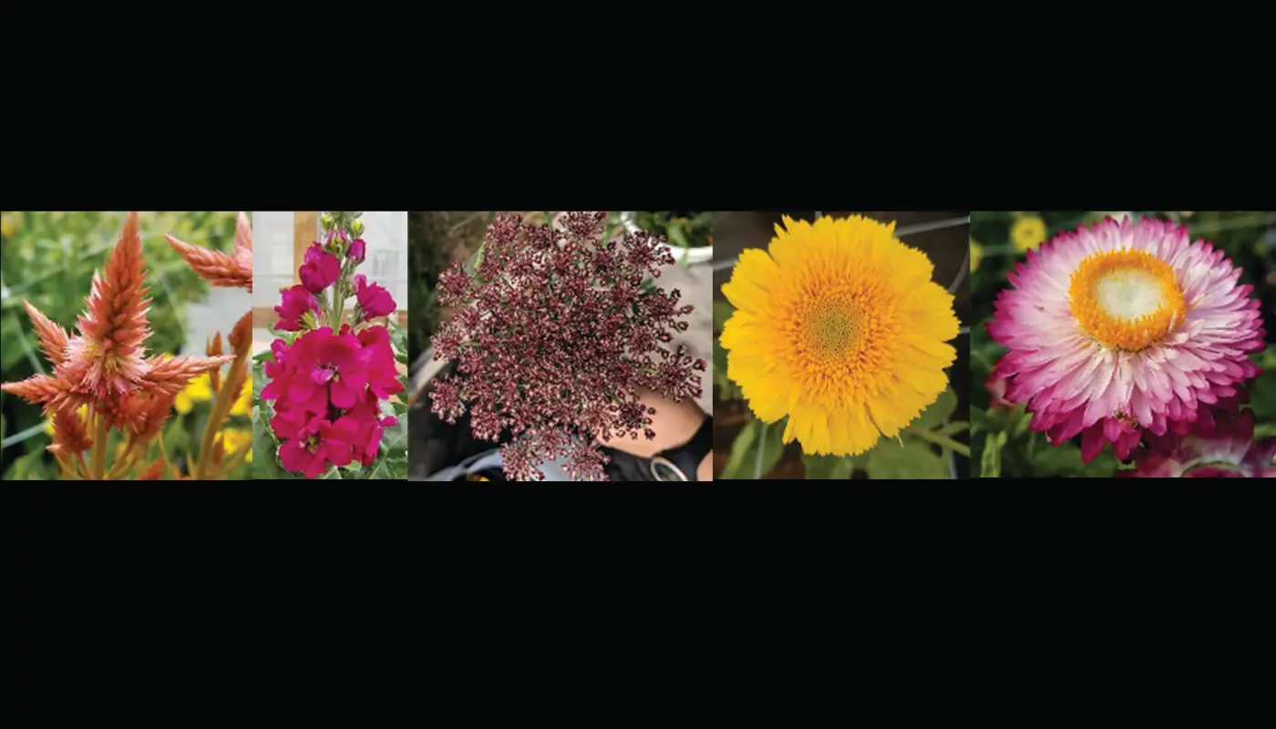 5 flowers grown for this research.