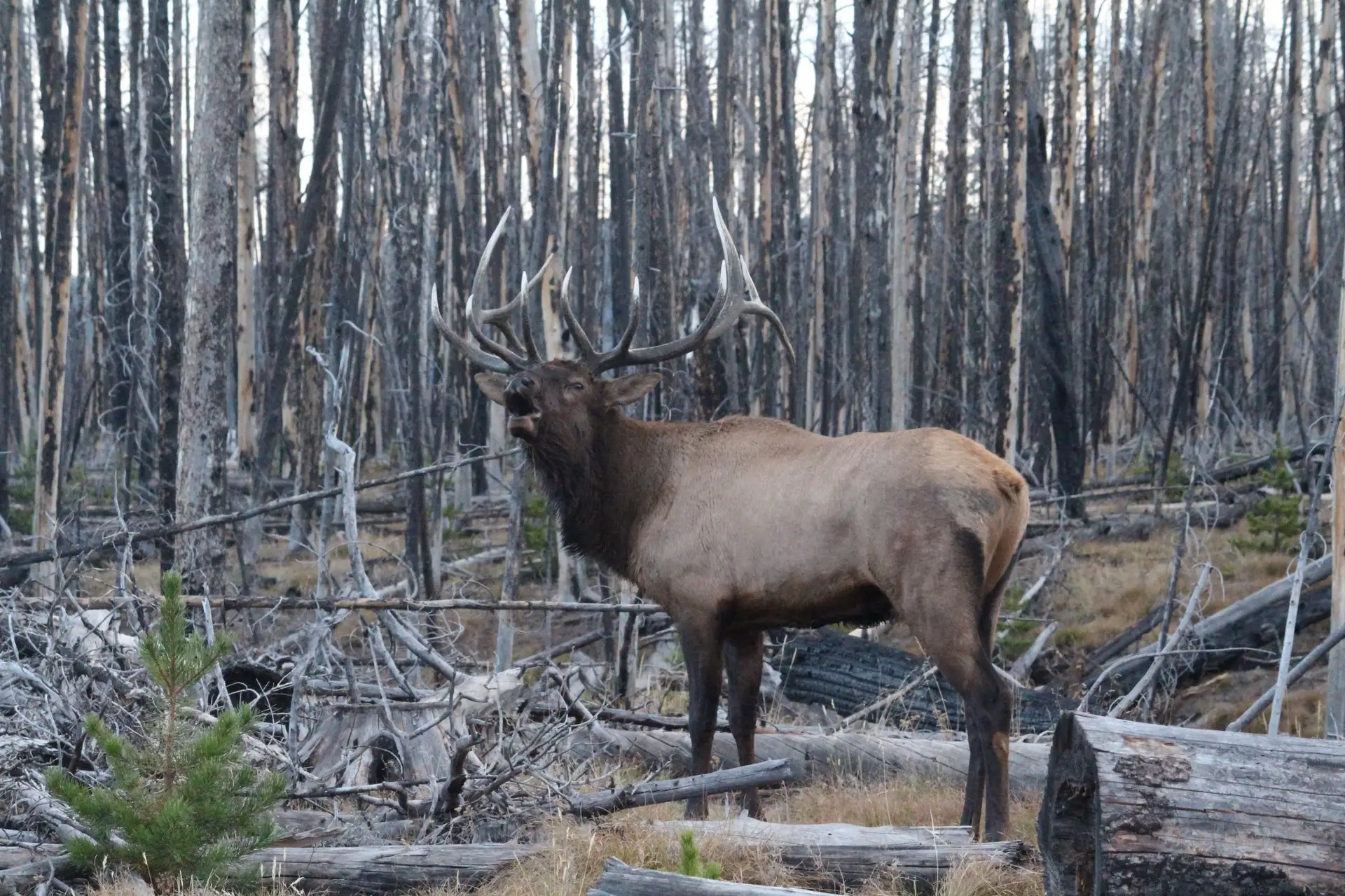 Elk in trees
